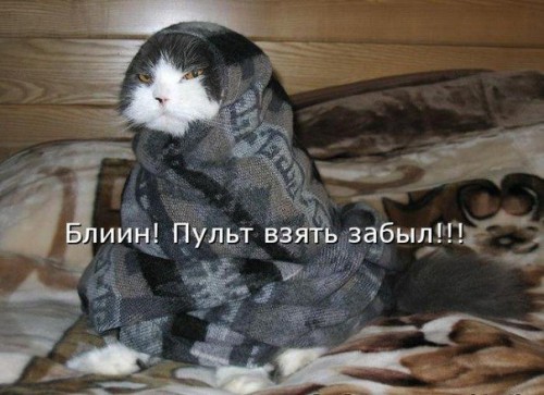 Прикол про кота