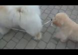 На прогулке)