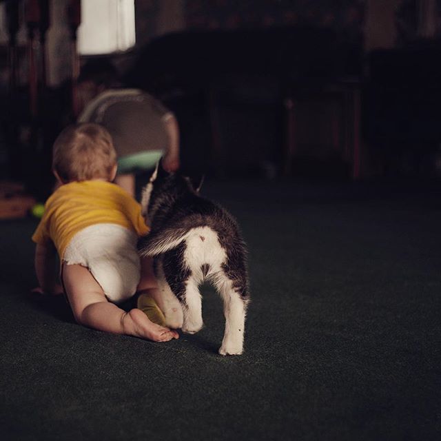 Цуценята Хаскі