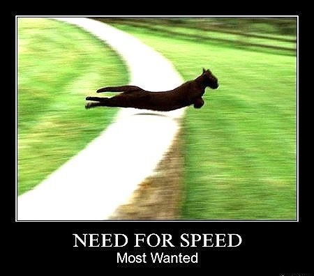 Демотиваторы про котов