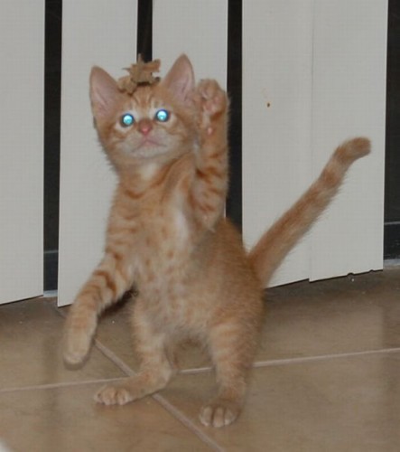 Котэ акробаты