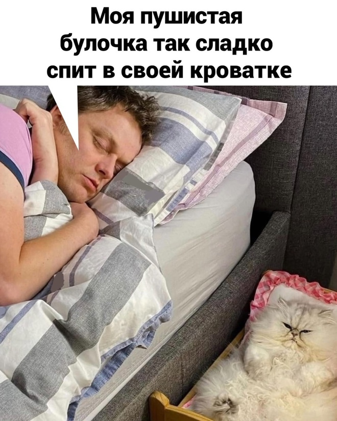 Когда спит кот и человек