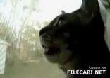 barkcat