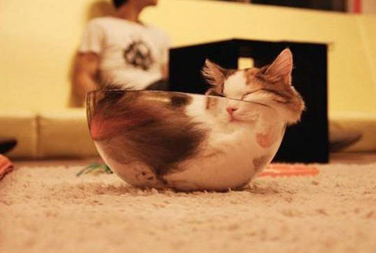 Пушистики "А мне так удобно"