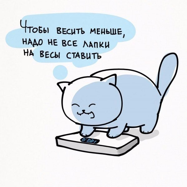 Типичные будни котов