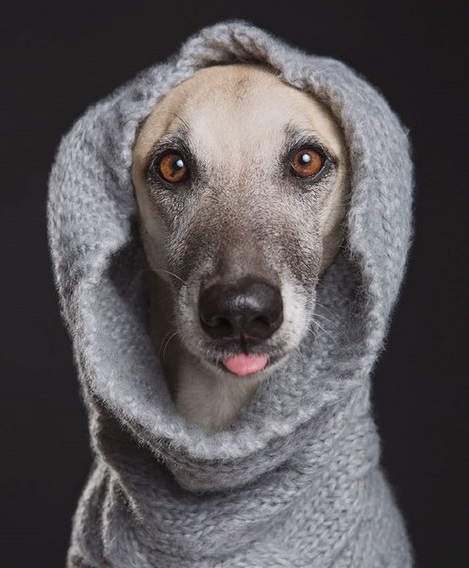 Неподдельные эмоции: самые экспрессивные собаки (фотопроект)