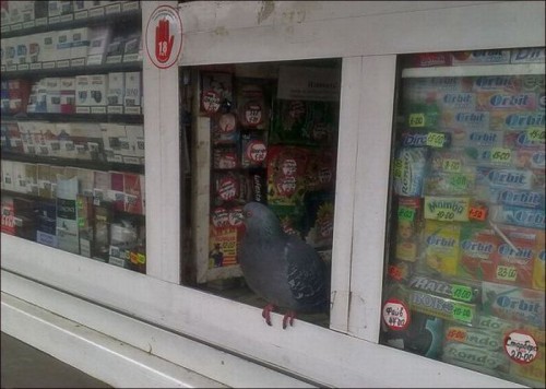 Подборка фотоприколов