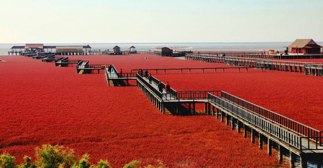 Найкрасивіші місця в світі: Червоний пляж, гордість Китаю