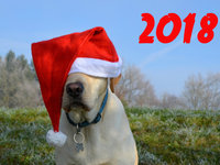 С Новым годом собаки 2018