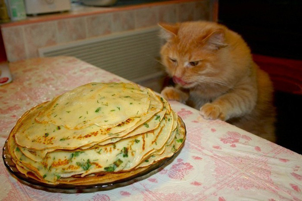 Котики и блинчики
