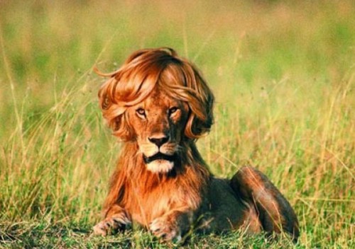 Первая леди Джунглей