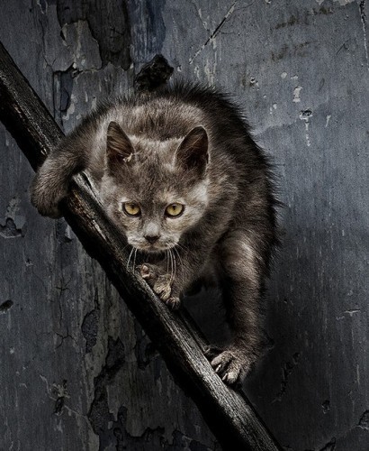 Животные модели