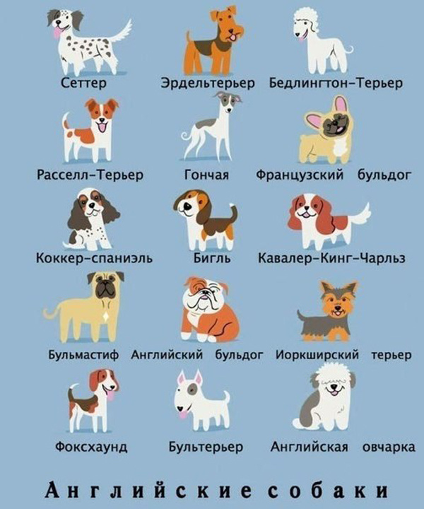 Откуда собачки родом