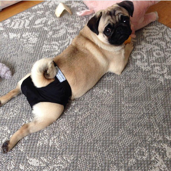 Мой хозяин - идиот!