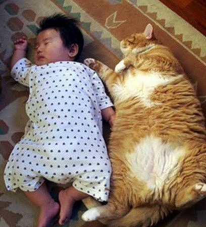 Ленивые животные