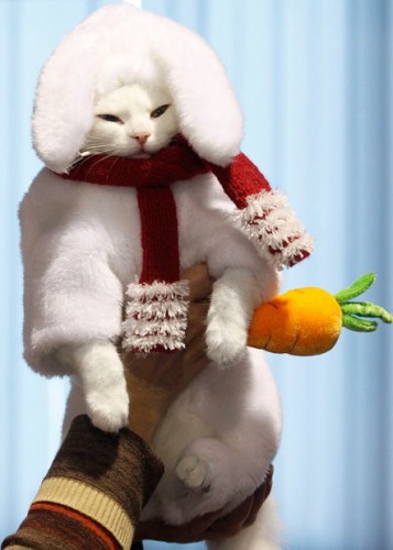 котЭ "закос под заю"