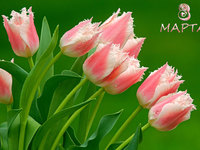 Красивые тюльпаны на 8 марта
