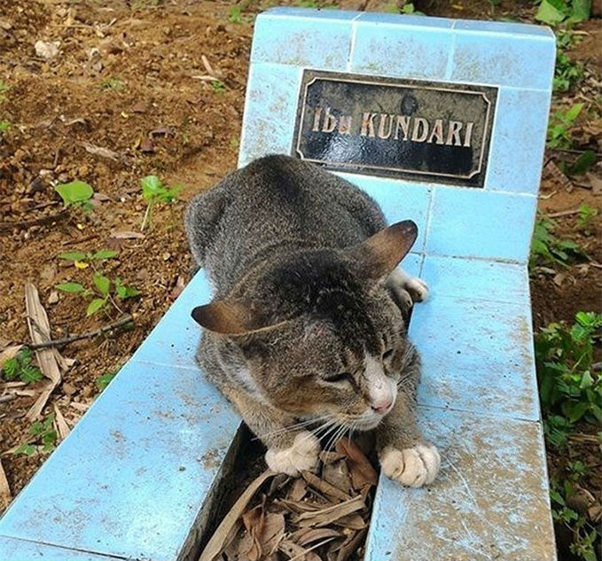 Скорбящая по хозяйке кошка уже год живёт на её могиле