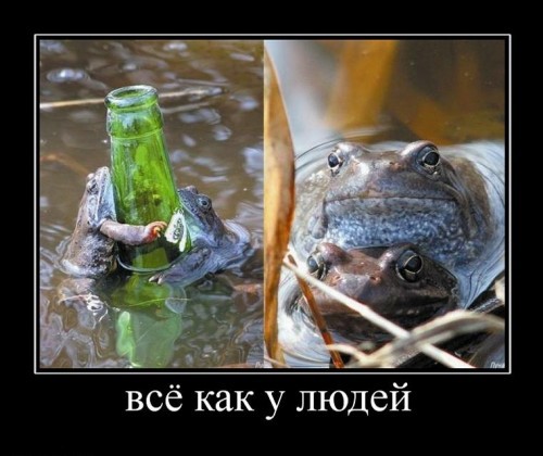 Прикольные демотиваторы