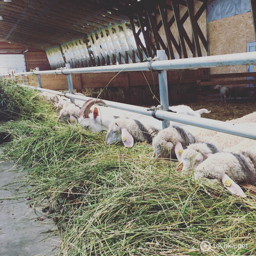 Мерінос_Захід