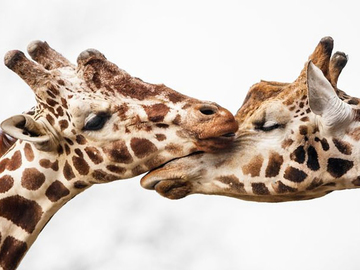 кохання у тварин