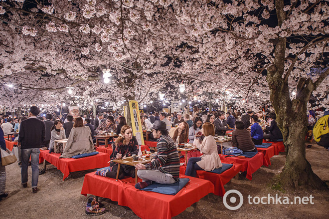 Самый весенний праздник: О-ханами в Японии