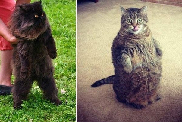 Котейки эволюционируют
