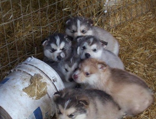 Кофки-Шабаки&Ко