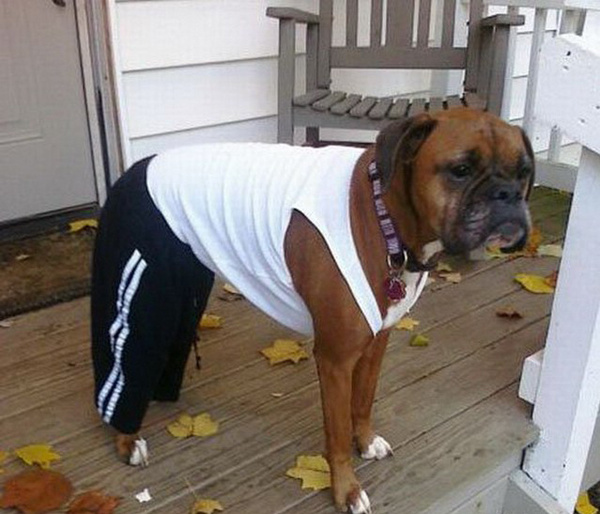 Мой хозяин - идиот!