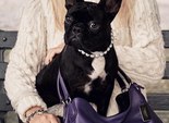 Собака Леди Гаги стала лицом бренда Coach Собака Леди Гаги стала лицом бренда Coach