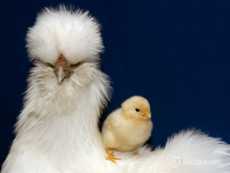 Домашние животные