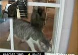 Кот полирует стекло