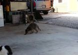 Енот крадет еду у котят видео