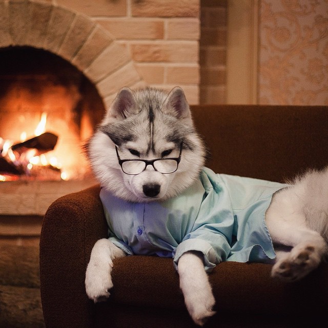 Хаскі в костюмах