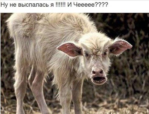 Ну не выспалась! и ЧЁ??