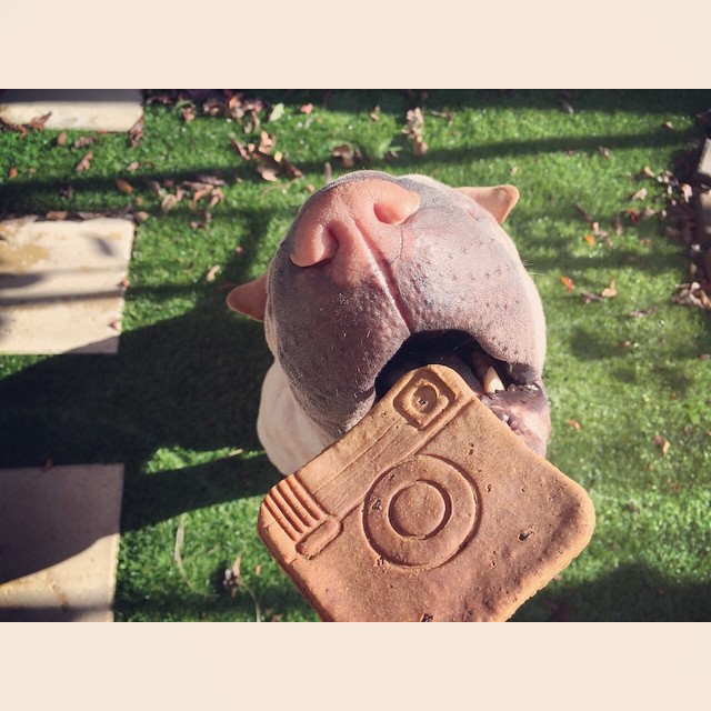 Шарпей Паддингтон