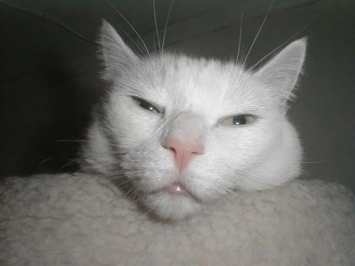 Работаю над стрессоустойчивостью