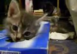 Котята любят свою коробку
