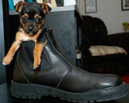 Щенята - застряваки