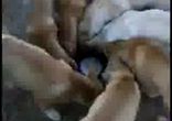 собачки