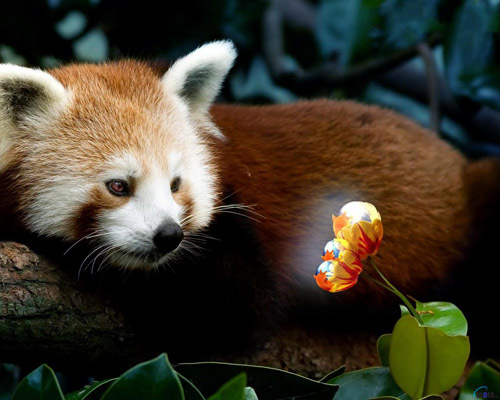 Огненный малыш - красная панда