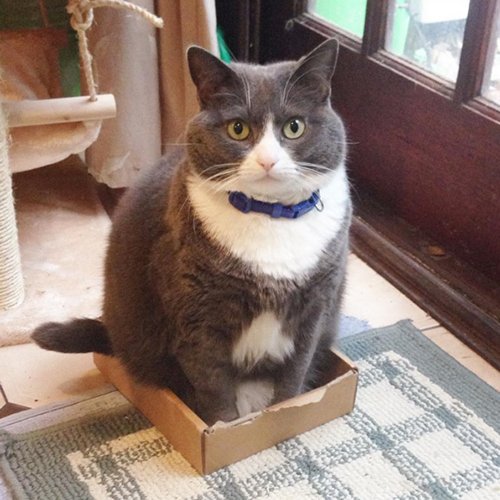 Обожатели коробок