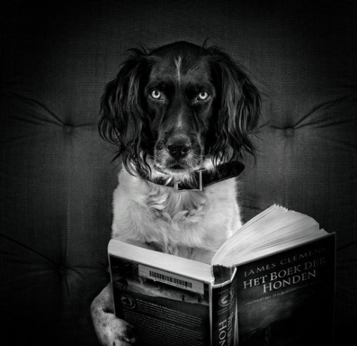 Животные модели