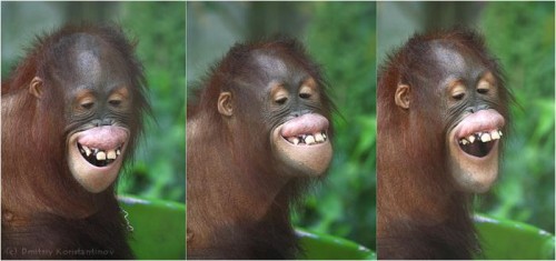 Эмоциональный орангутан))))