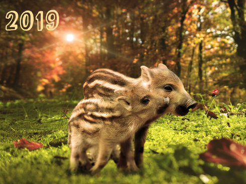 Год свиньи 2019