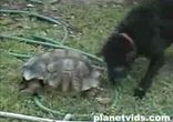 Крутая черепаха