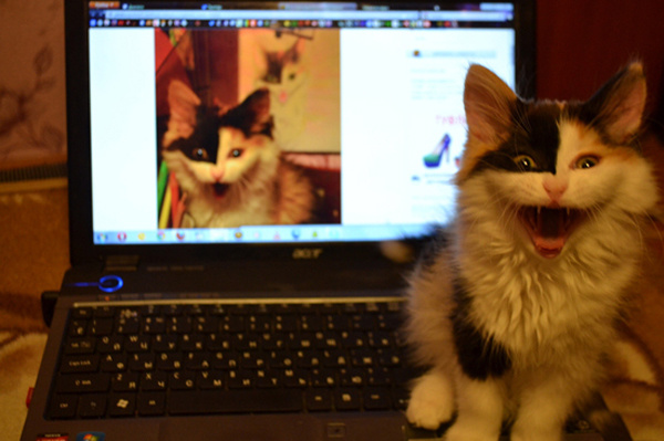 C-C-C-COMBO!! Размноженный котэ