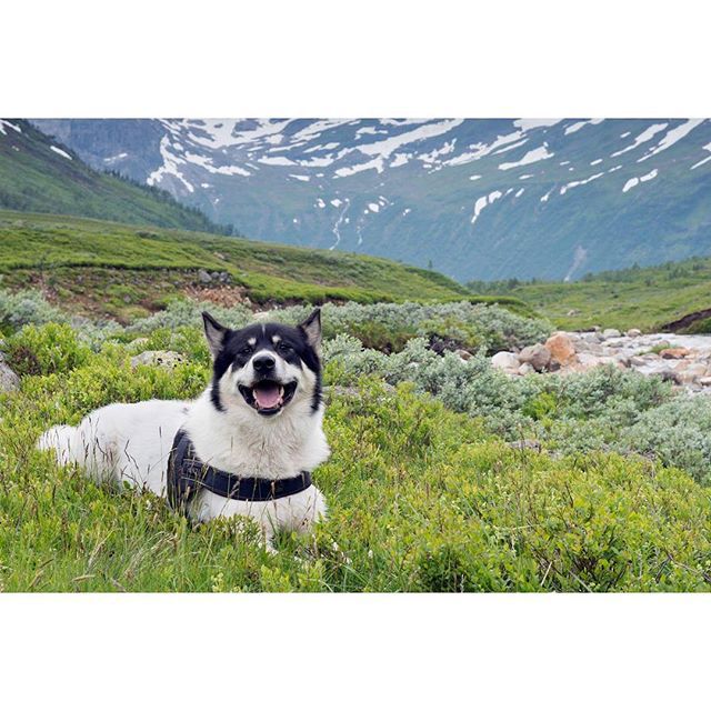 хаскі Акіак 