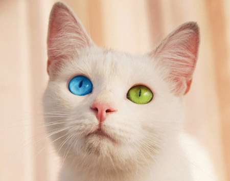 Подборка котэ с разным цветом глаз