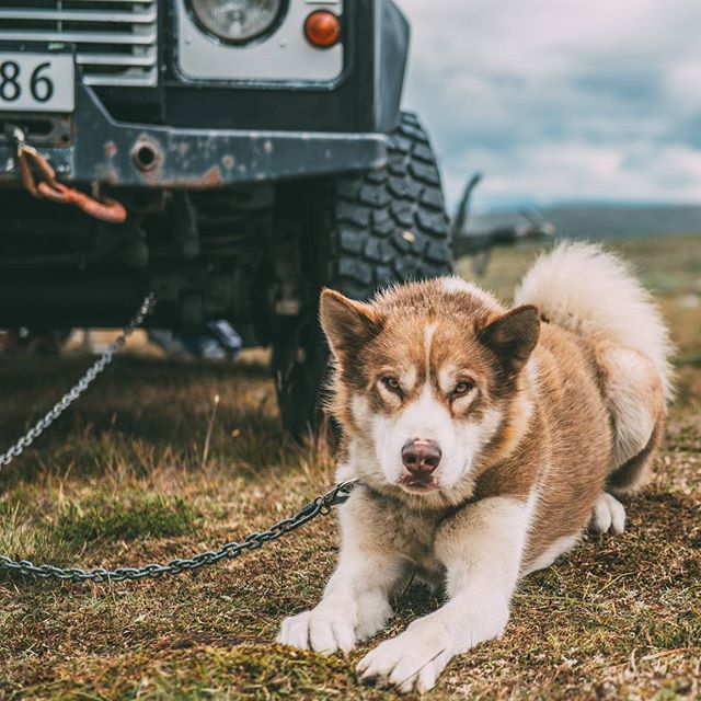 хаскі Акіак 